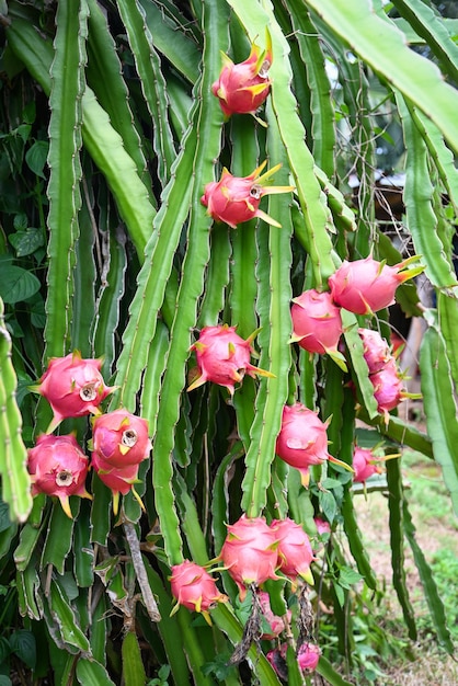 Pitahaya plantação de fruta do dragão na tailândia na fruta do dragão de verão na árvore de fruta do dragão esperando a colheita na fazenda agrícola na ásia