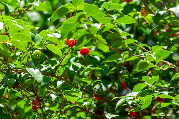 Foto pitanga (eugenia uniflora) é fruto da pitangueira, dicotiledônea da família das mirtaceae. tem o formato de bolas carnudas globosas, vermelhas, laranja, amarelas ou pretas.