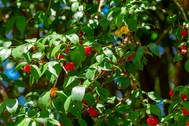 Pitanga (eugenia uniflora) es el fruto de la pitangueira, dicotiledónea de la familia de las mirtaceas. Tiene la forma de bolas carnosas globosas, rojas, anaranjadas, amarillas o negras.