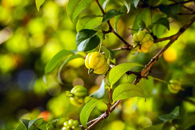 Pitanga-Frucht der zweikeimblättrigen Pitangueira aus der Familie der Myrtaceae. Sie hat die Form von kugeligen und fleischigen Kugeln, die reich an Vitamin C sind