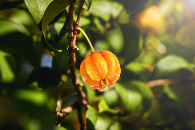 Pitanga Fruto da pitangueira dicotiledônea da família das mirtáceas Tem a forma de bolas globulares e carnudas ricas em vitamina C