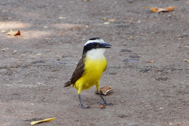 Pitangus sulphuratus um pequeno pássaro do Brasil também conhecido como Bemtevi ou grandekiskadi
