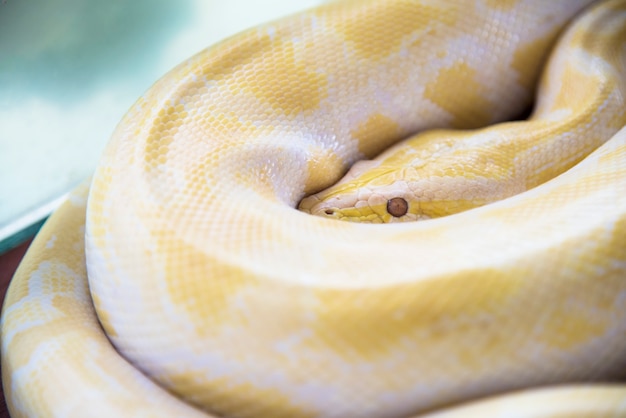 Pitão birmanês albino (python tailandesa dourada) pitão dourado, python reticulado (python reticulatus)