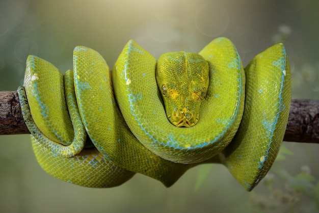 Pitão-da-árvore-verde Morelia Viridis em galhos