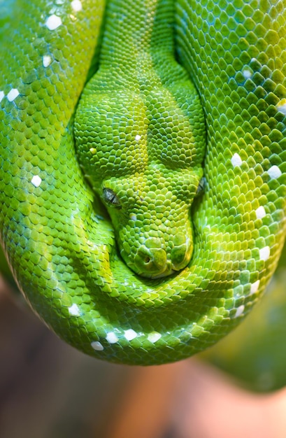 Foto pitão-verde-arborícola