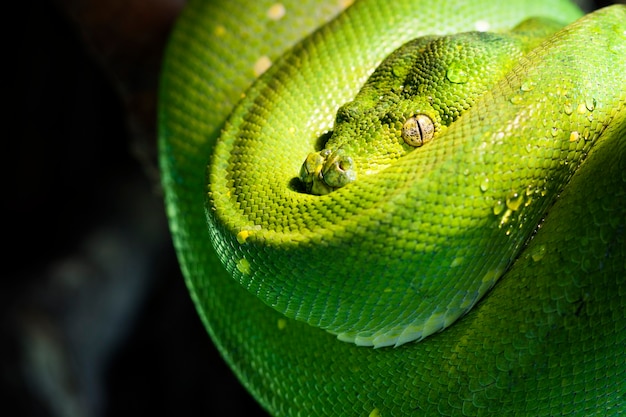 Pitão verde em um zoológico