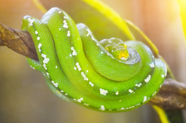 Pitão verde nos galhos das árvores na selva.