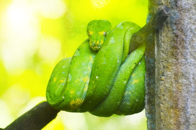 Pitão verde nos galhos das árvores na selva.