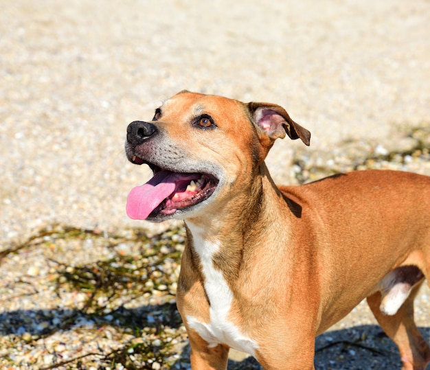 Pitbull americano pelirrojo al aire libre