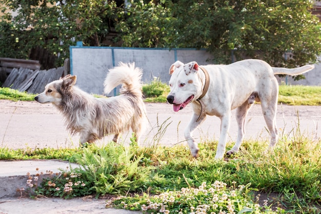 Pitbull branco do cão em uma caminhada com um cão híbrido. Dois cães enquanto caminhava pela rua da vila