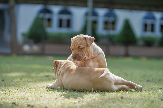 pitbull cachorro