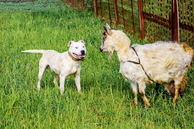 Pitbull de raça de cachorro branco protege cabras no pasto_