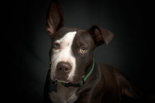 Pitbull de retrato de cachorro