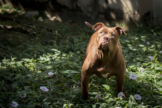 Pitbull Dog Starrt das Opfer mit entschlossenem Auge an.