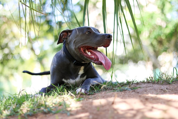 Pitbull-Hündchen, das im Park spielt und Spaß hat. Selektiver Fokus.