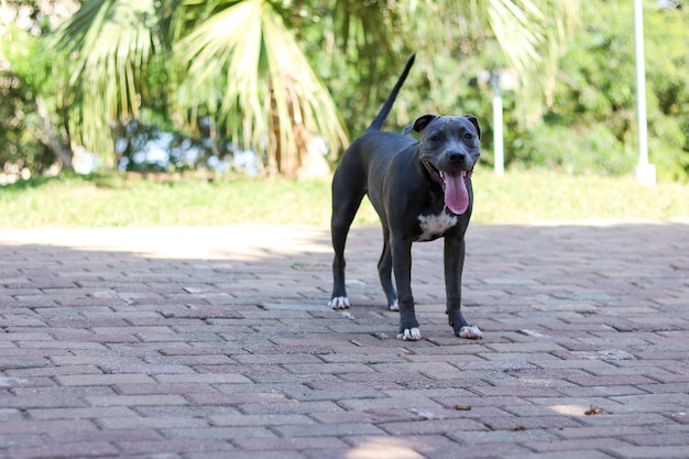 Pitbull-Hündchen, das im Park spielt und Spaß hat. Selektiver Fokus.