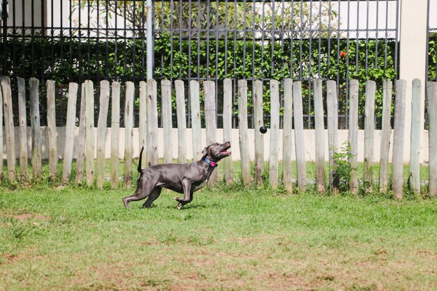 Pitbull-Hündchen, das im Park spielt und Spaß hat. Selektiver Fokus.