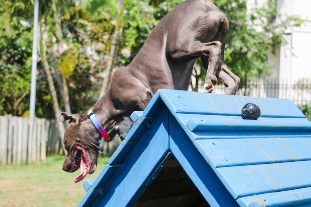 Pitbull-Hündchen, das im Park spielt und Spaß hat. Selektiver Fokus.