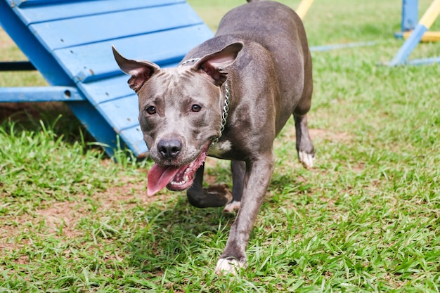 Pitbull-Hündchen, das im Park spielt und Spaß hat. Selektiver Fokus.