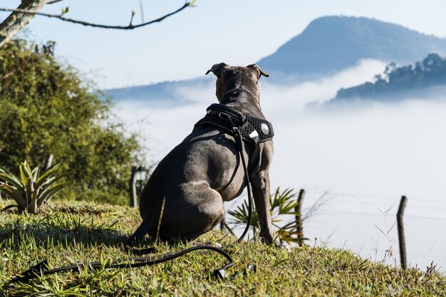 Pitbull-Hund, der bei Sonnenaufgang die Wolken und den Nebel auf dem Berg beobachtet. Blaue Pitbull-Nase am sonnigen Tag mit grünem Gras und schöner Aussicht im Hintergrund. Selektiver Fokus.