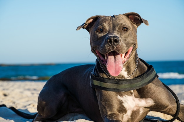 Pitbull-Hund, der bei Sonnenuntergang am Strand spielt. Genießen Sie den Sand und das Meer an einem sonnigen Tag.