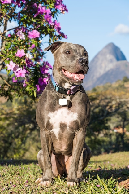 Pitbull-Hund, der bei Sonnenuntergang auf einem offenen Feld spielt. Pitbull blaue Nase am sonnigen Tag mit grünem Gras und schöner Aussicht im Hintergrund. Selektiver Fokus.