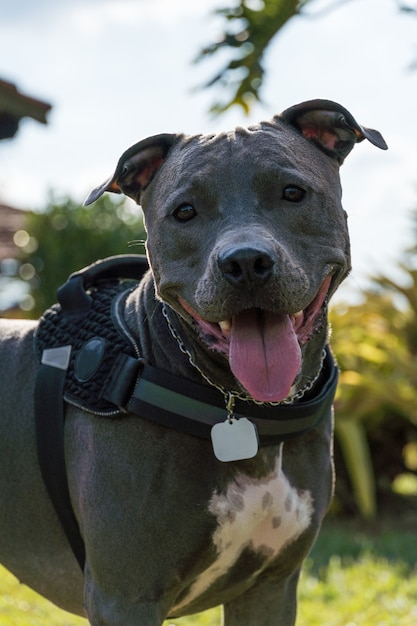 Pitbull-Hund, der bei Sonnenuntergang auf einem offenen Feld spielt. Pitbull blaue Nase am sonnigen Tag mit grünem Gras und schöner Aussicht im Hintergrund. Selektiver Fokus.