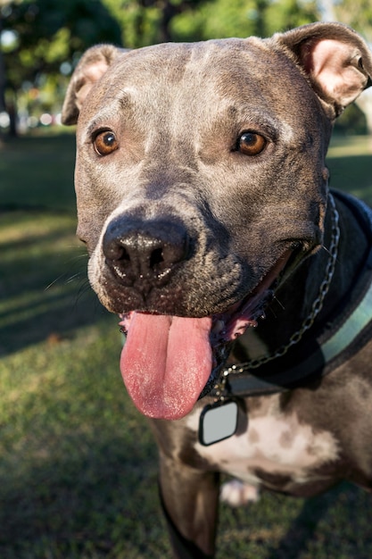Pitbull-Hund, der bei Sonnenuntergang im Park spielt. Blaue Nase Pitbull an sonnigen Tagen und offene Landschaft mit viel Natur.