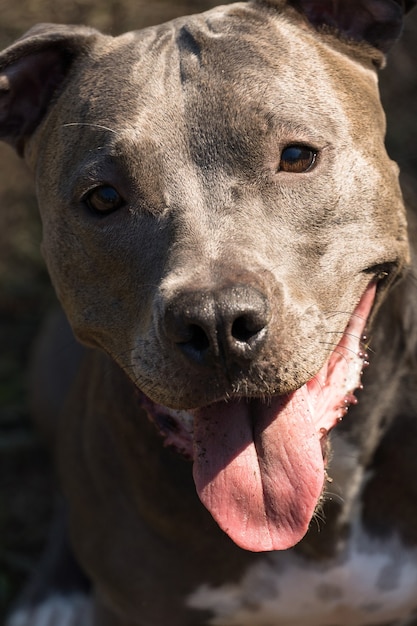 Pitbull-Hund, der bei Sonnenuntergang im Park spielt. Park mit grünem Gras und Holzzaun.