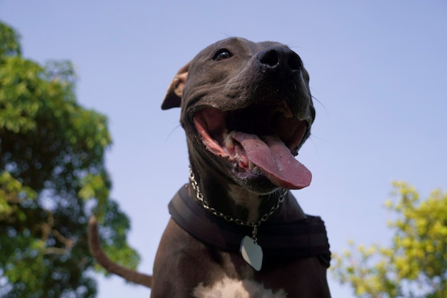 Foto pitbull-hund, der bei sonnenuntergang im park spielt, sonniger tag und offene landschaft mit viel natur