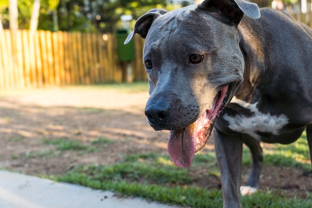 Pitbull-Hund, der bei Sonnenuntergang im Park spielt und Spaß hat. Selektiver Fokus.