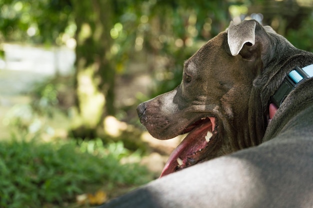 Pitbull-Hund, der den Fluss beobachtet und am Ufer sitzt. Sonniger Tag.