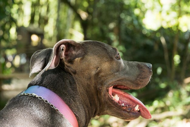 Pitbull-Hund, der den Fluss beobachtet und am Ufer sitzt. Sonniger Tag.