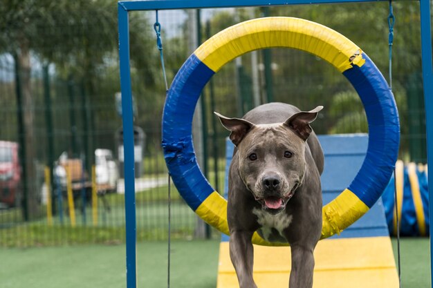 Pitbull-Hund, der den Reifen springt, während er Beweglichkeit übt und im Hundepark spielt. Hundeplatz mit Spielzeug wie Rampe und Reifen, damit er trainieren kann.