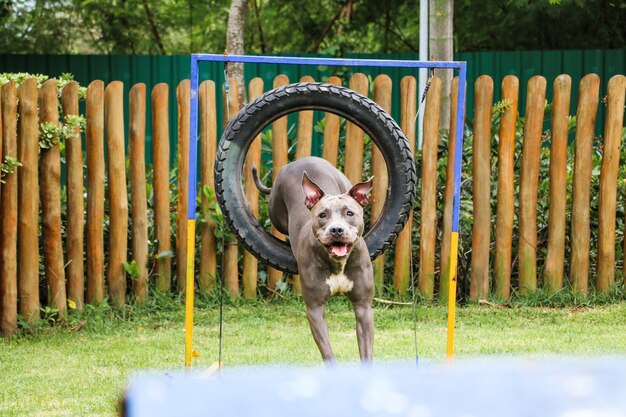 Pitbull-Hund, der den Reifen springt, während er Beweglichkeit übt und im Hundepark spielt. Hundeplatz mit Spielzeug wie Rampe und Reifen, damit er trainieren kann.