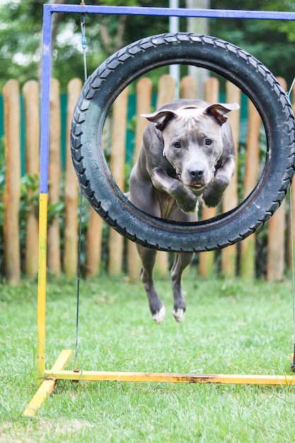 Pitbull-Hund, der den Reifen springt, während er Beweglichkeit übt und im Hundepark spielt. Hundeplatz mit Spielzeug wie Rampe und Reifen, damit er trainieren kann.