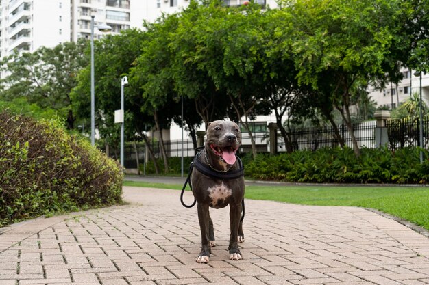 Pitbull-Hund, der im Park spazieren geht und spielt Grünes Gras und Holzpfähle um Bewölkter Tag Blaunasen-Pitbull Selektiver Fokus