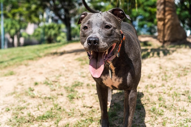 Pitbull-Hund, der im Park spielt Der Pitbull nutzt den sonnigen Tag, um Spaß zu haben