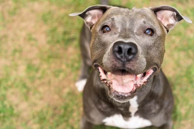 Pitbull-Hund, der im Park spielt Grünes Gras und Holzpfähle ringsum Selektiver Fokus