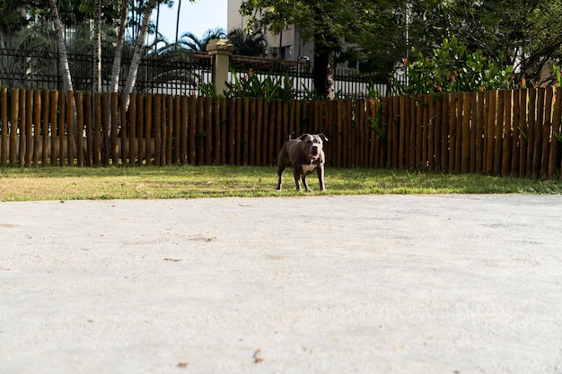Pitbull-Hund, der im Park spielt Grünes Gras und Holzpfähle ringsum Selektiver Fokus
