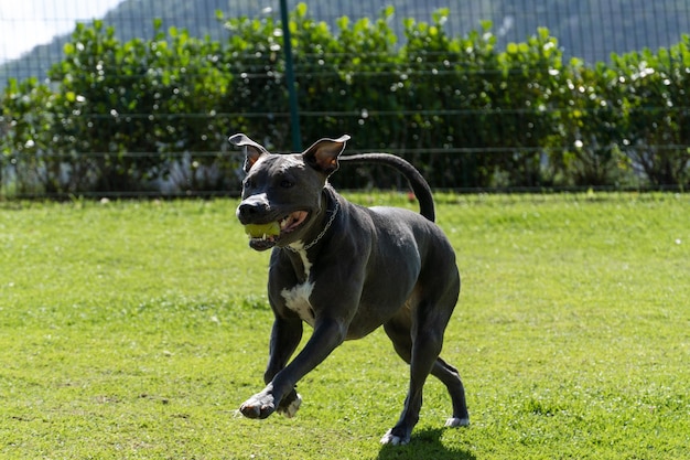 Pitbull-Hund, der im Park spielt und Spaß hat Grasbewachsener Boden Agility-Rampenball Selektiver Fokus Hundepark Sonniger Tag