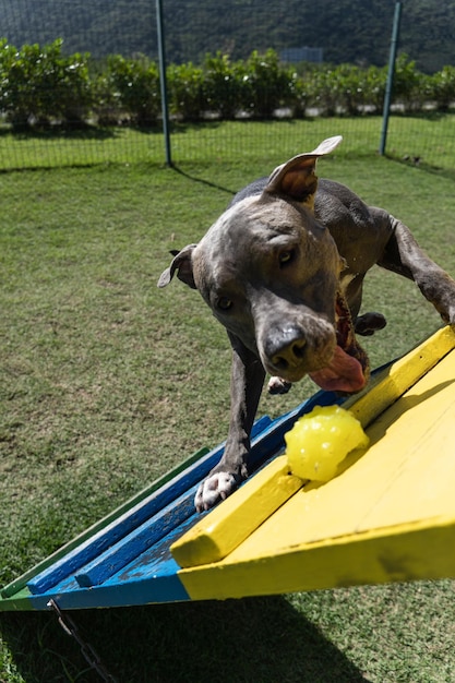 Pitbull-Hund, der im Park spielt und Spaß hat Grasbewachsener Boden Agility-Rampenball Selektiver Fokus Hundepark Sonniger Tag