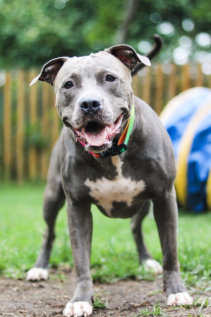 Pitbull-Hund, der im Park spielt und Spaß hat. Selektiver Fokus.