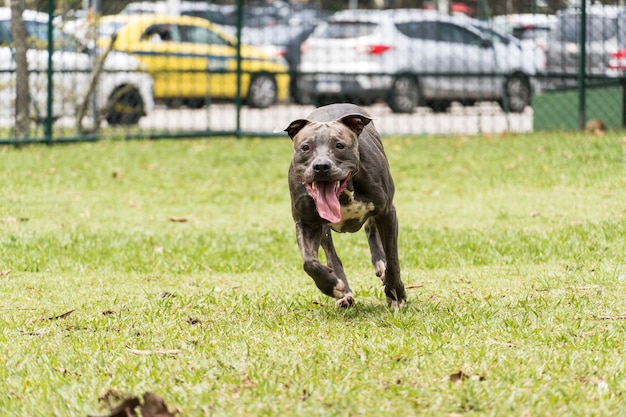 Pitbull-Hund, der im Park spielt und Spaß hat. Selektiver Fokus.