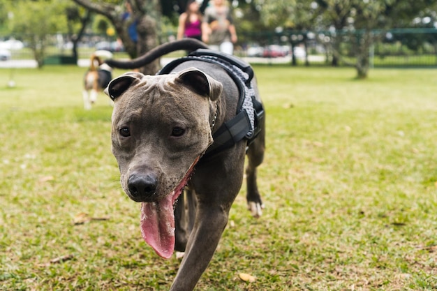 Pitbull-Hund, der im Park spielt und Spaß hat. Selektiver Fokus.