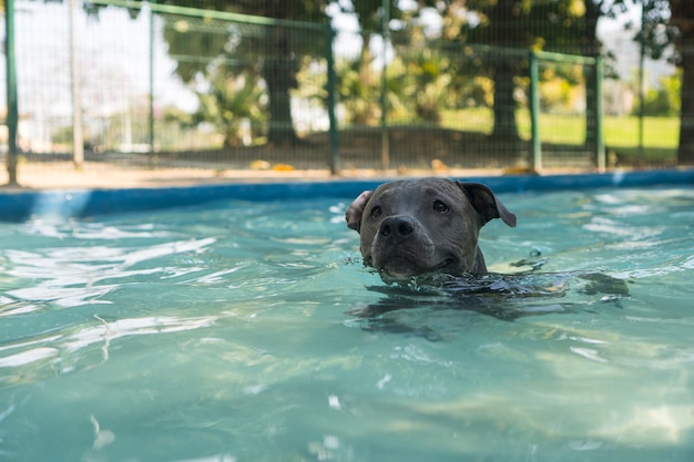 Pitbull-Hund, der im Pool im Park schwimmt. Sonniger Tag in Rio de Janeiro.