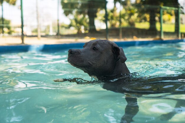 Pitbull-Hund, der im Pool im Park schwimmt. Sonniger Tag in Rio de Janeiro.