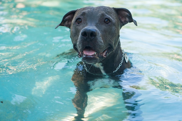 Pitbull-Hund, der im Pool im Park schwimmt. Sonniger Tag in Rio de Janeiro.