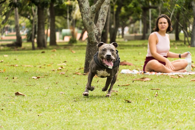 Pitbull-Hund, der mit einem jungen Mädchen spielt und Spaß im Park hat. Bewölkter Tag. Selektiver Fokus.