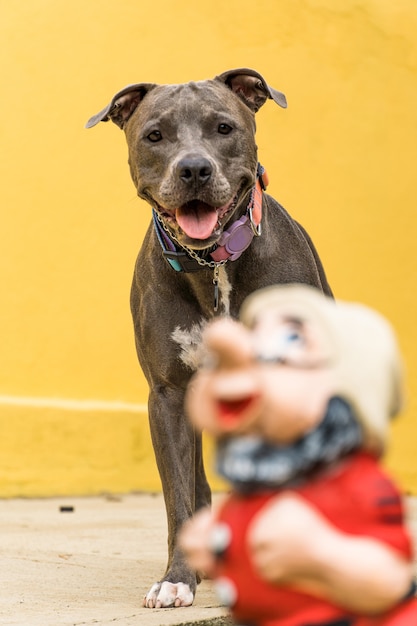 Pitbull-Hund im Hinterhof des Hauses. Pitbullblaue Nase mit honigfarbenen Augen. Haus mit gelber Wand und Garten.